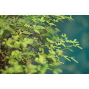 Obiektyw Venus Optics Laowa 105 mm f/2,0 Smooth Trans Focus do Sony E - Zdjęcie 1