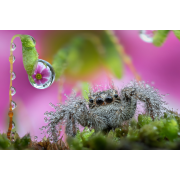 Obiektyw Venus Optics Laowa 25 mm f/2,8 Ultra Macro do Canon EF - Zdjęcie 1