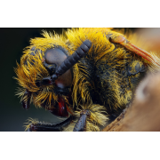 Obiektyw Venus Optics Laowa 25 mm f/2,8 Ultra Macro do Pentax K - Zdjęcie 2