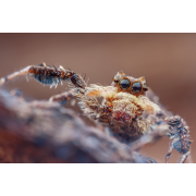 Obiektyw Venus Optics Laowa 25 mm f/2,8 Ultra Macro do Pentax K - Zdjęcie 5