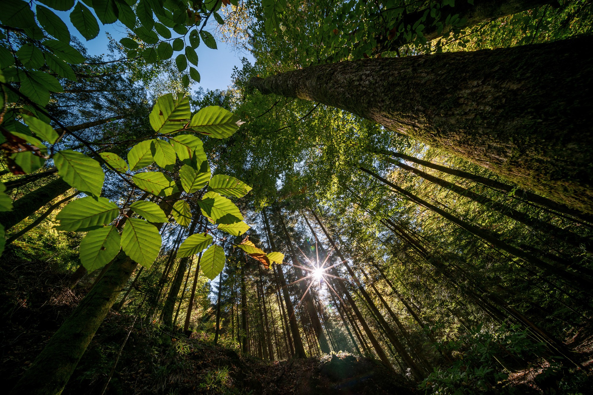 Obiektyw Venus Optics Laowa C-Dreamer 10-18 mm f/4,5-5,6 do Sony E - Zdjęcie 4 Obiektyw Venus Optics Laowa C-Dreamer 10-18 mm f/4,5-5,6 do Sony E - Zdjęcie 4