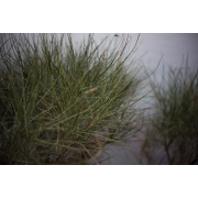 Obiektyw Voigtlander Nokton 50 mm f/1,2 do Leica M - Zdjęcie 8