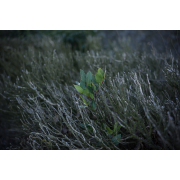 Obiektyw Voigtlander Nokton 50 mm f/1,2 do Leica M - Zdjęcie 13