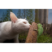 Obiektyw Venus Optics Laowa 15 mm f/4 Macro do Sony E - Zdjęcie 1