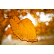 Obiektyw Venus Optics Laowa 15 mm f/4 Macro do Nikon F - Zdjęcie 6