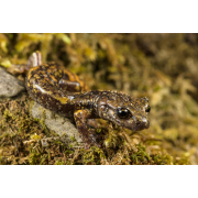 Obiektyw Venus Optics Laowa CA-Dreamer 100 mm f/2,8 Macro 2:1 do Nikon F - Zdjęcie 6