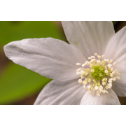 Obiektyw Venus Optics Laowa CA-Dreamer 100 mm f/2,8 Macro 2:1 do Nikon F - Zdjęcie 9