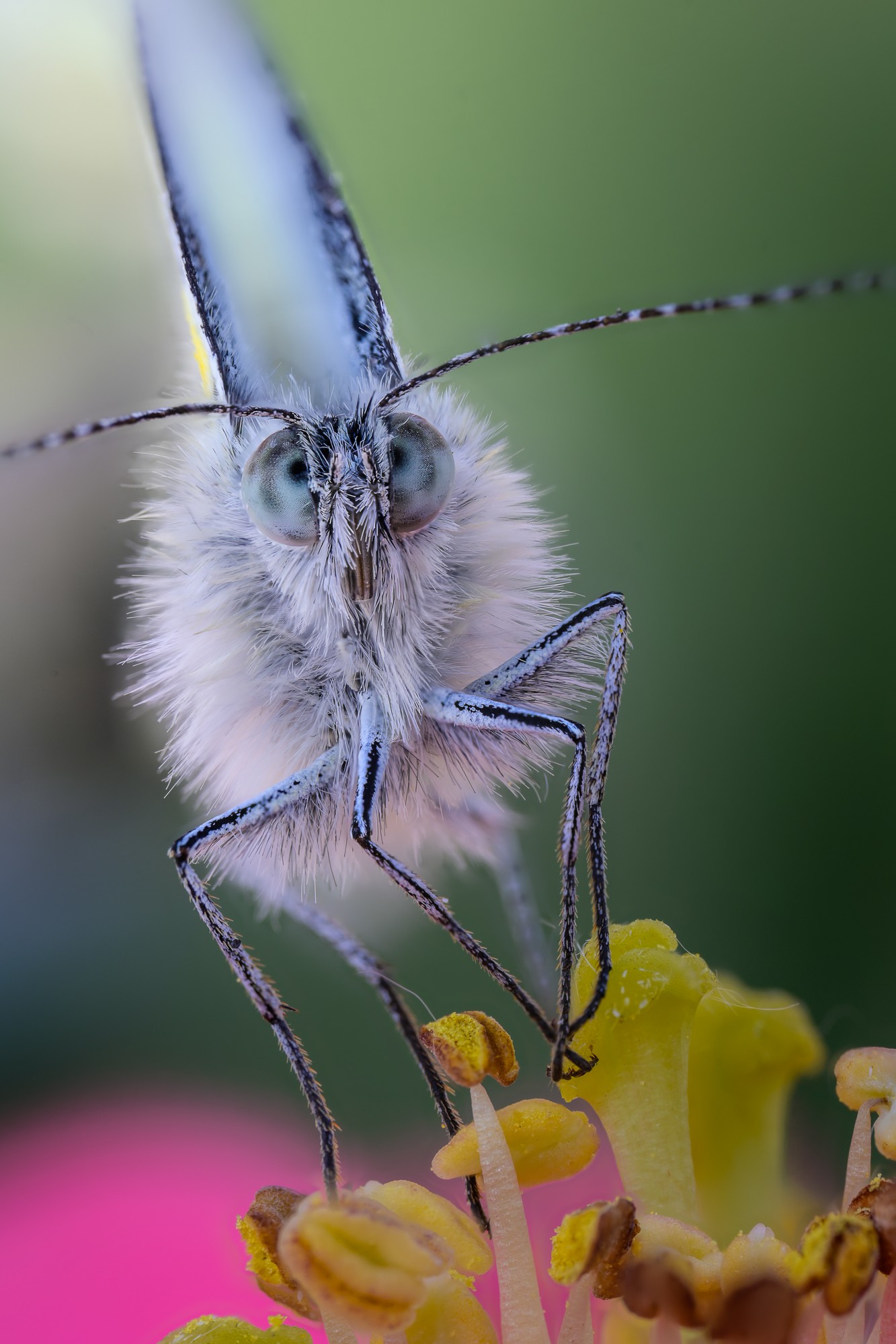 Obiektyw Venus Optics Laowa CA-Dreamer 100 mm f/2,8 Macro 2:1 do Canon EF - Zdjęcie 3 Obiektyw Venus Optics Laowa CA-Dreamer 100 mm f/2,8 Macro 2:1 do Canon EF - Zdjęcie 3