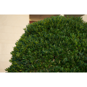 Obiektyw Voigtlander Macro APO Lanthar 110 mm f/2,5 do Sony E - Zdjęcie 11