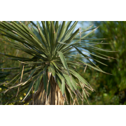 Obiektyw Voigtlander Macro APO Lanthar 110 mm f/2,5 do Sony E - Zdjęcie 14