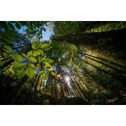 Obiektyw Venus Optics Laowa C-Dreamer 10-18 mm f/4,5-5,6 do Nikon Z - Zdjęcie 4