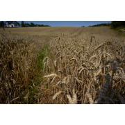 Obiektyw Voigtlander Nokton 21 mm f/1,4 do Sony E - Zdjęcie 1