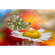 Obiektyw Venus Optics Laowa CA-Dreamer 100 mm f/2,8 Macro 2:1 do Sony E - Zdjęcie 2