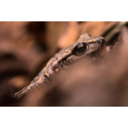 Obiektyw Venus Optics Laowa CA-Dreamer 100 mm f/2,8 Macro 2:1 do Sony E - Zdjęcie 8