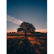 Obiektyw Venus Optics Laowa D-Dreamer 17 mm f/4,0 Zero-D do Fujifilm G - Zdjęcie 4