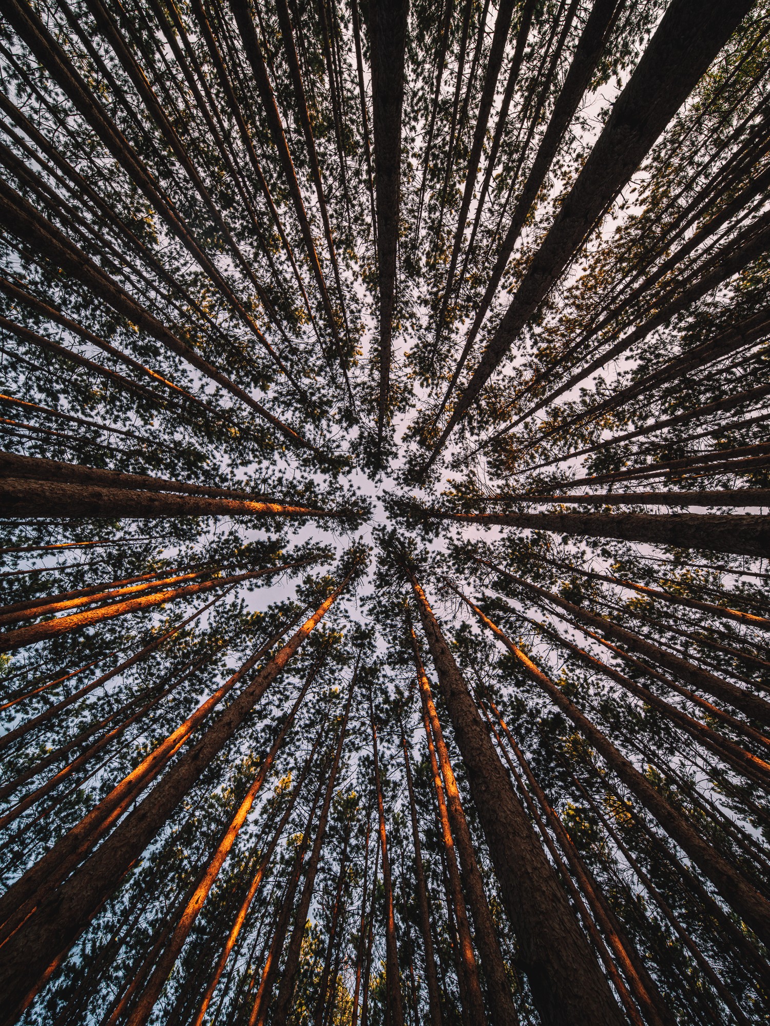 Obiektyw Venus Optics Laowa D-Dreamer 17 mm f/4,0 Zero-D do Fujifilm G - Zdjęcie 6