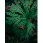 Obiektyw Venus Optics Laowa D-Dreamer 17 mm f/4,0 Zero-D do Fujifilm G - Zdjęcie 10