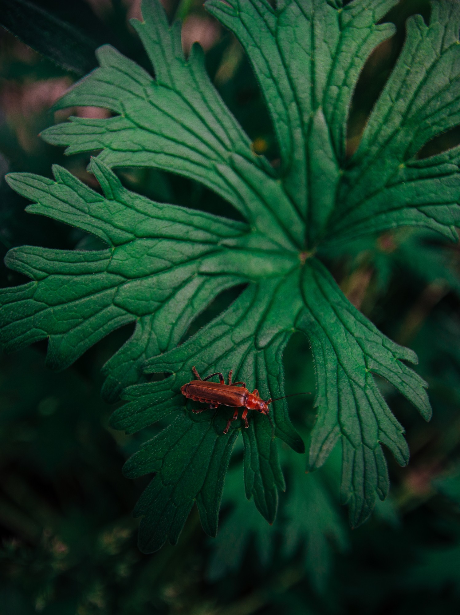 Obiektyw Venus Optics Laowa D-Dreamer 17 mm f/4,0 Zero-D do Fujifilm G - Zdjęcie 10