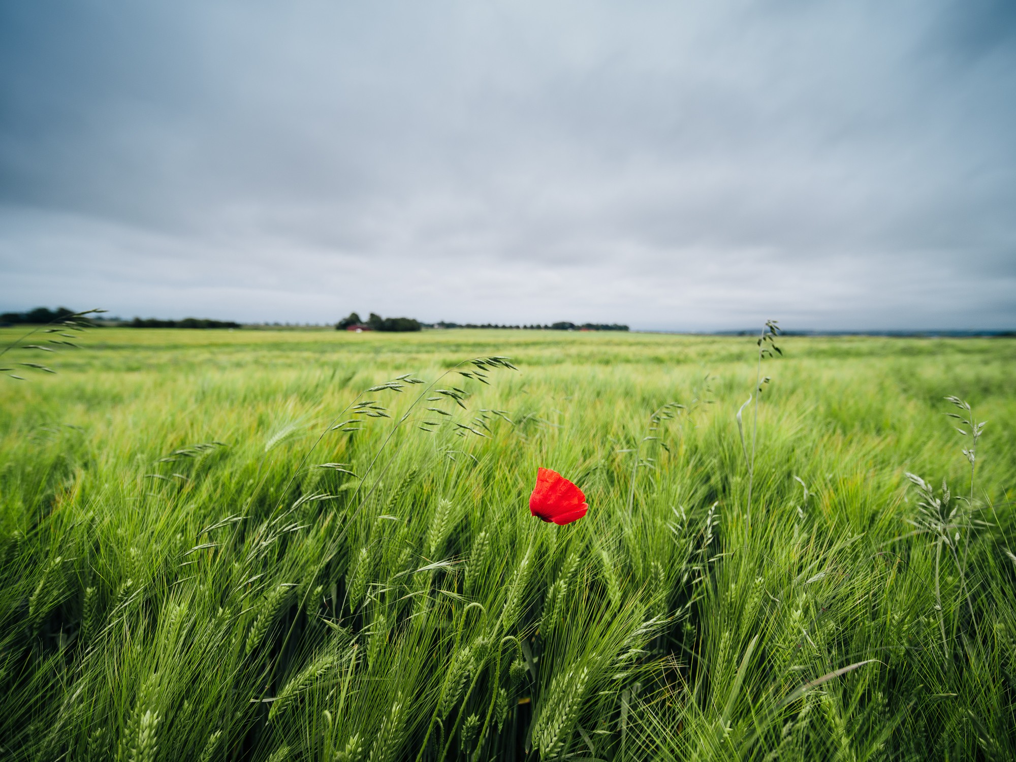 Obiektyw Venus Optics Laowa D-Dreamer 17 mm f/4,0 Zero-D do Fujifilm G - Zdjęcie 11