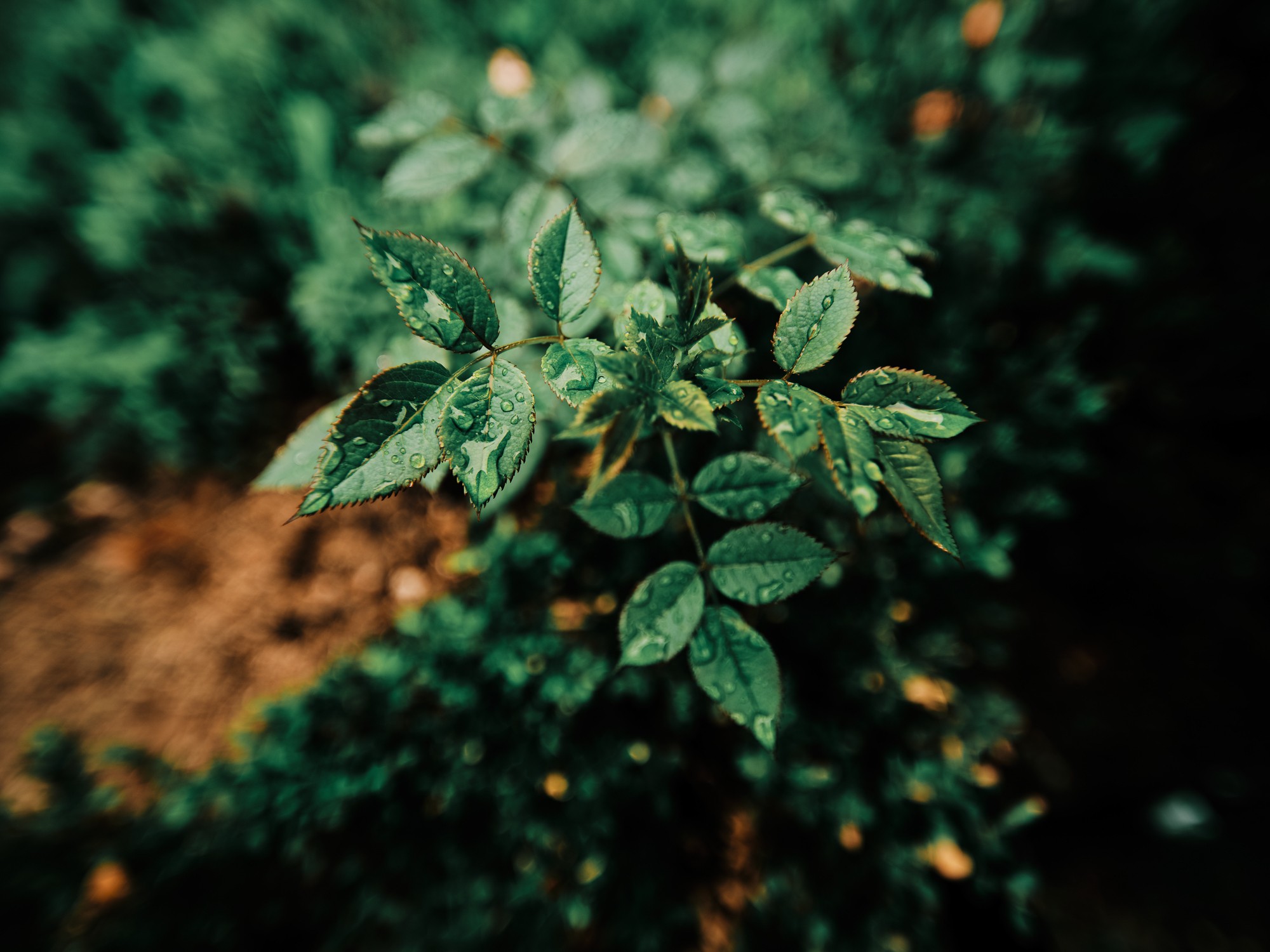 Obiektyw Venus Optics Laowa D-Dreamer 17 mm f/4,0 Zero-D do Fujifilm G - Zdjęcie 12