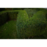 Obiektyw Voigtlander Color Skopar 21 mm f/3,5 do Leica M - Zdjęcie 17