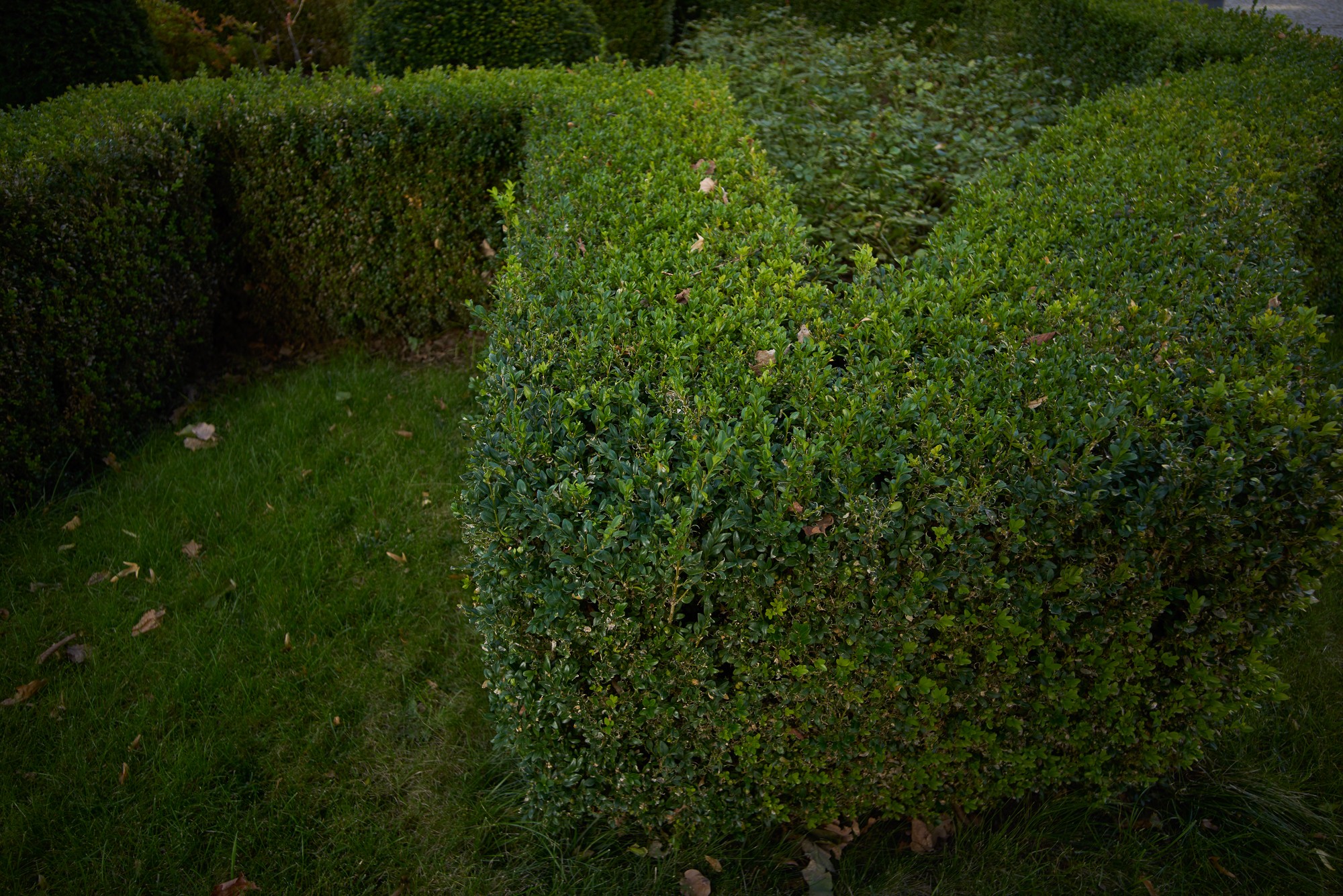 Obiektyw Voigtlander Color Skopar 21 mm f/3,5 do Leica M - Zdjęcie 17