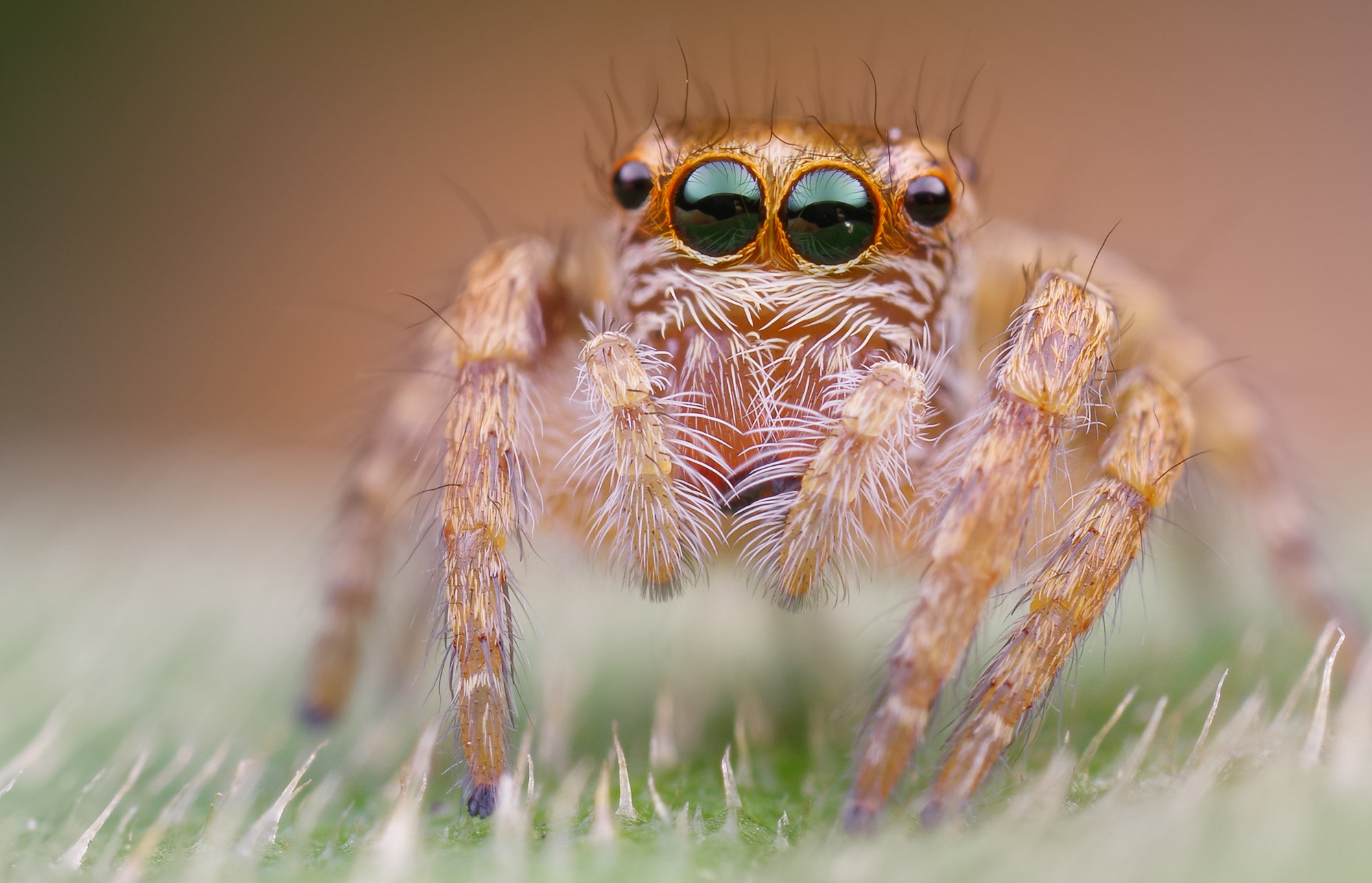 Obiektyw Venus Optics Laowa 25 mm f/2,8 Ultra Macro do Canon RF - Zdjęcie 7 Obiektyw Venus Optics Laowa 25 mm f/2,8 Ultra Macro do Canon RF - Zdjęcie 7