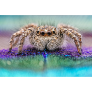 Obiektyw Venus Optics Laowa 25 mm f/2,8 Ultra Macro do Nikon Z - Zdjęcie 3