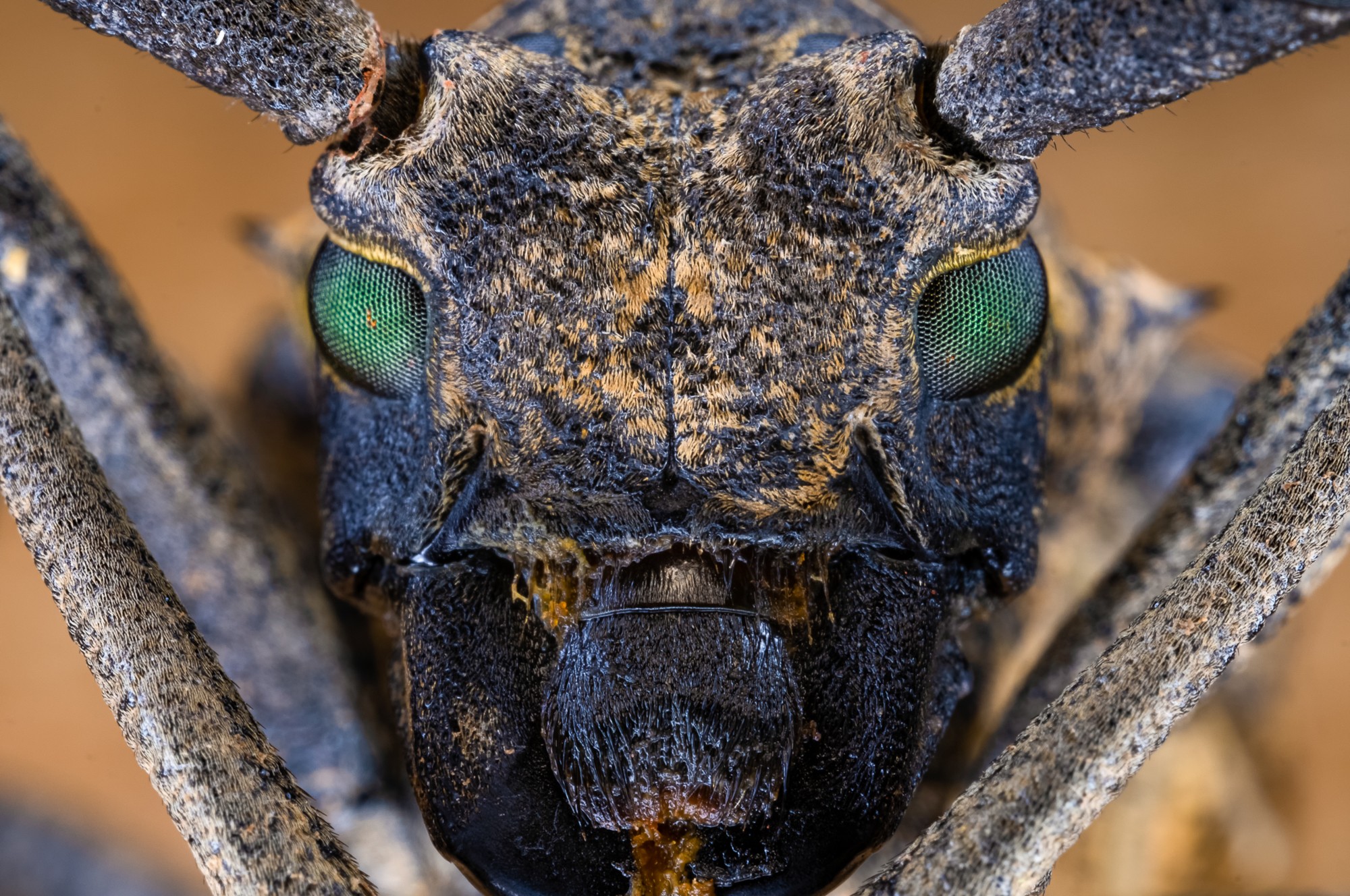 Obiektyw Venus Optics Laowa 65 mm f/2,8 2x Ultra Macro APO do Fujifilm X - Zdjęcie 2 Obiektyw Venus Optics Laowa 65 mm f/2,8 2x Ultra Macro APO do Fujifilm X - Zdjęcie 2