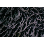 Obiektyw Venus Optics Laowa 65 mm f/2,8 2x Ultra Macro APO do Canon M - Zdjęcie 3