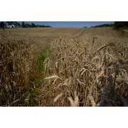 Obiektyw Voigtlander Nokton 21 mm f/1,4 do Leica M - Zdjęcie 1