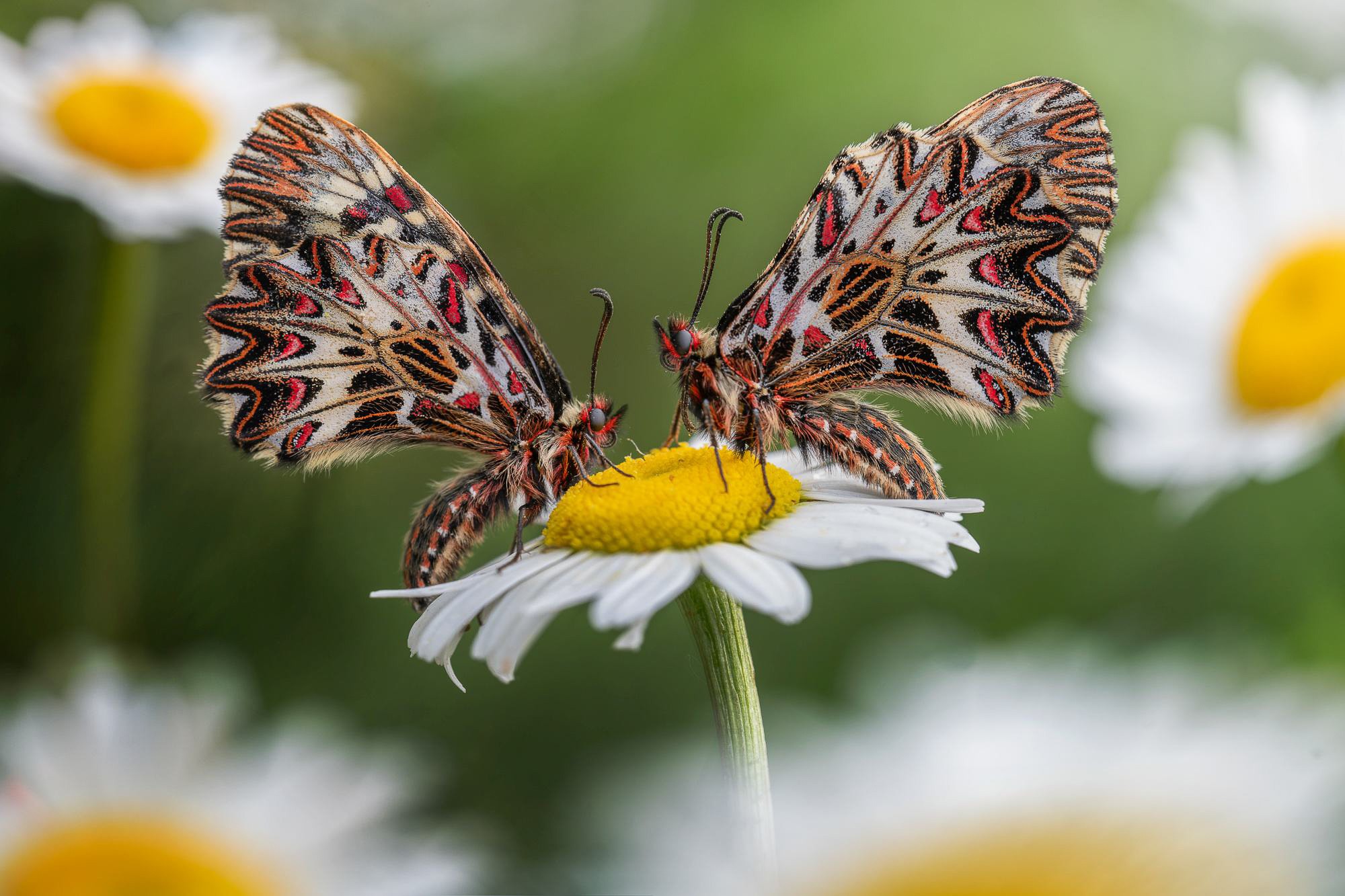 Obiektyw Venus Optics Laowa CA-Dreamer 100 mm f/2,8 Macro 2:1 do Canon RF - Zdjęcie 1