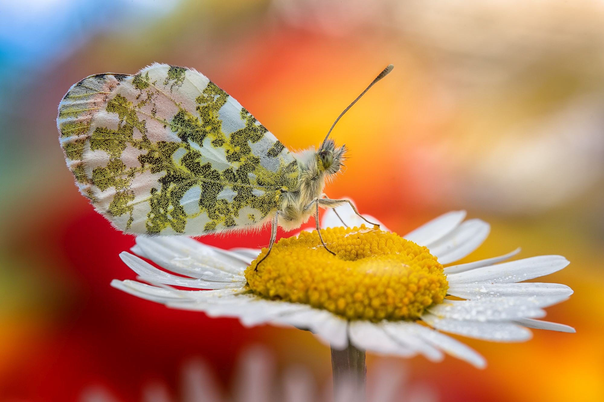 Obiektyw Venus Optics Laowa CA-Dreamer 100 mm f/2,8 Macro 2:1 do Canon RF - Zdjęcie 2