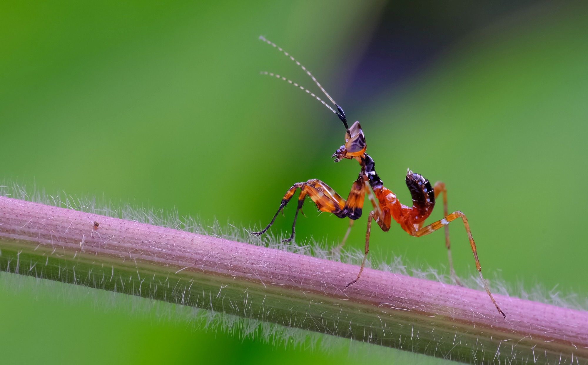 Obiektyw Venus Optics Laowa CA-Dreamer 100 mm f/2,8 Macro 2:1 do Canon RF - Zdjęcie 5