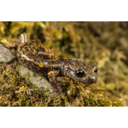 Obiektyw Venus Optics Laowa CA-Dreamer 100 mm f/2,8 Macro 2:1 do Canon RF - Zdjęcie 6