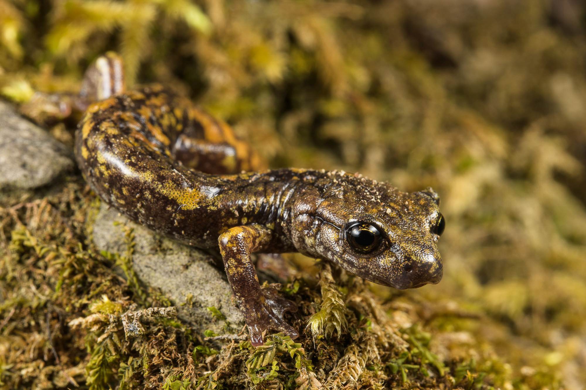 Obiektyw Venus Optics Laowa CA-Dreamer 100 mm f/2,8 Macro 2:1 do Canon RF - Zdjęcie 6