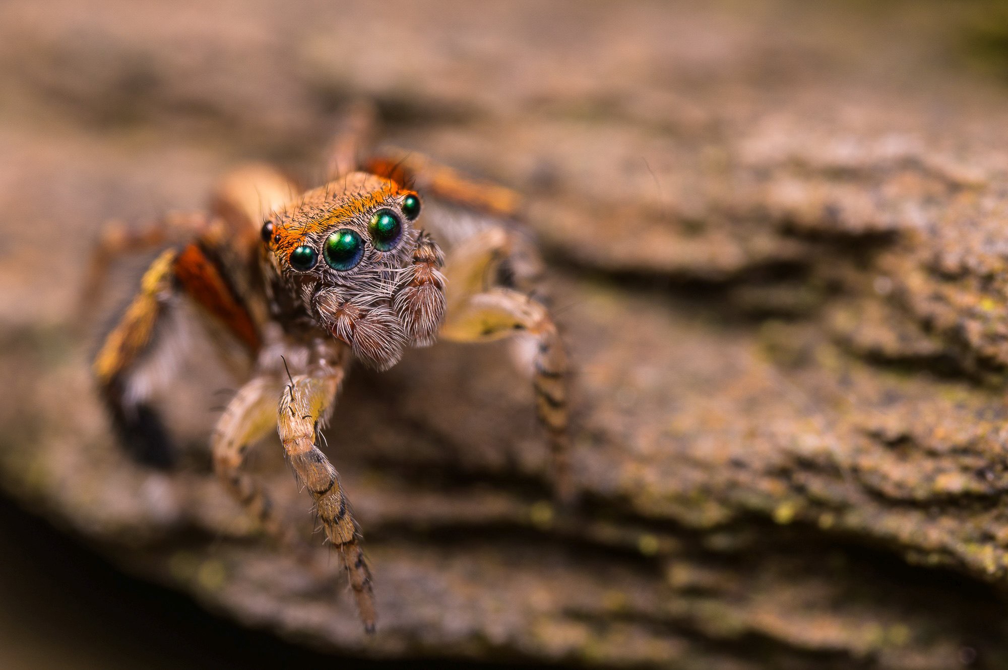 Obiektyw Venus Optics Laowa CA-Dreamer 100 mm f/2,8 Macro 2:1 do Canon RF - Zdjęcie 7