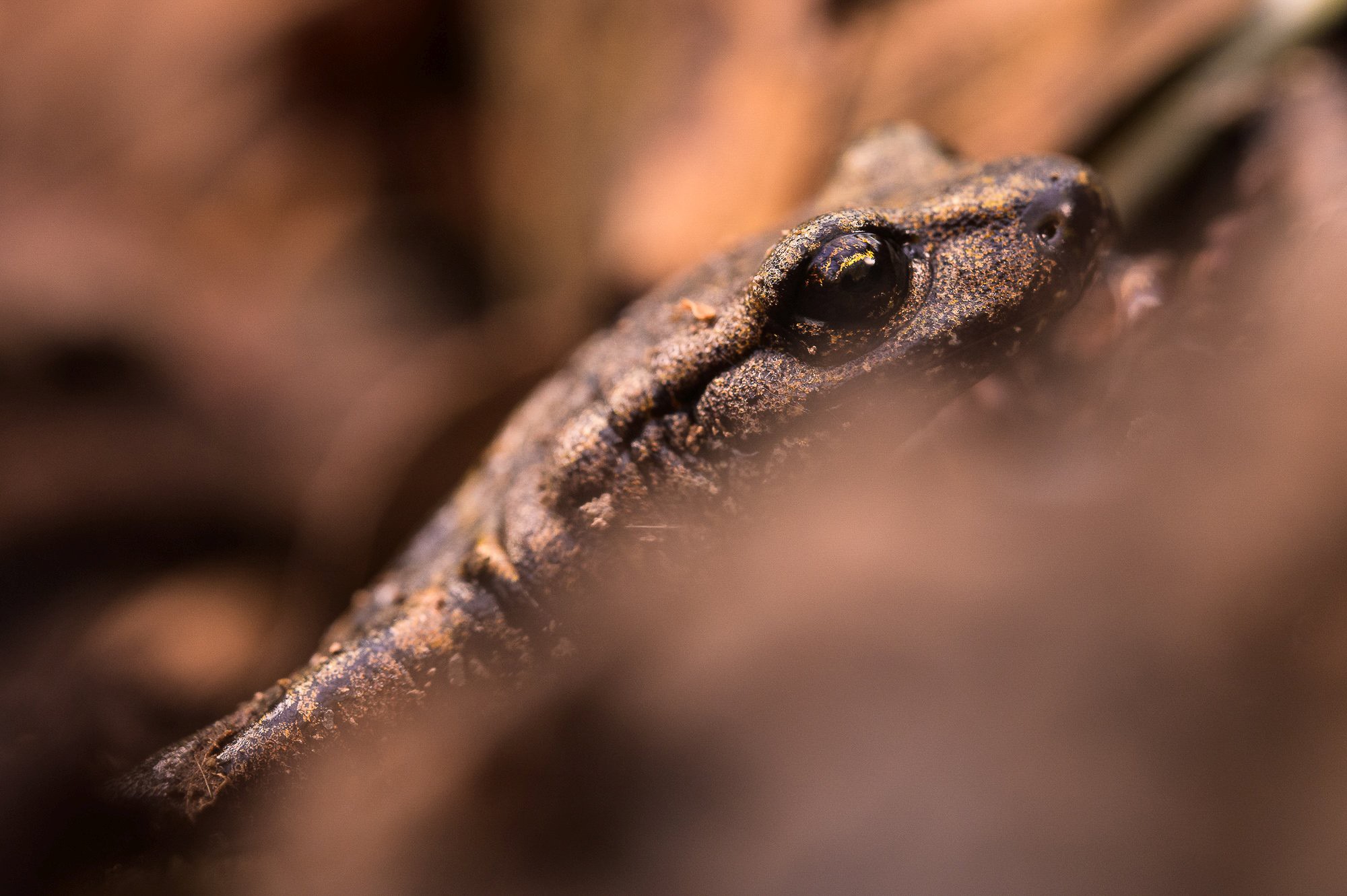 Obiektyw Venus Optics Laowa CA-Dreamer 100 mm f/2,8 Macro 2:1 do Canon RF - Zdjęcie 8