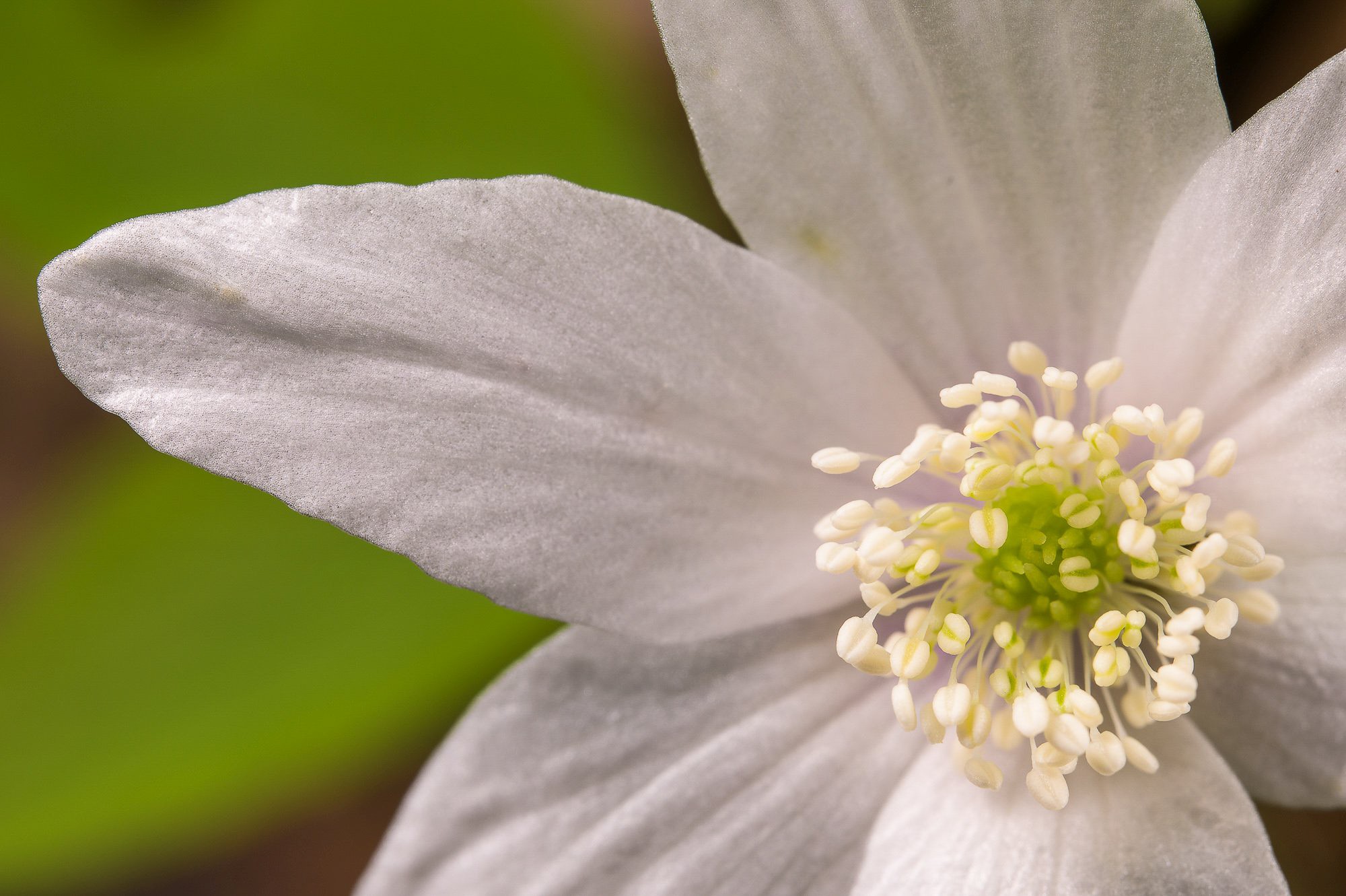 Obiektyw Venus Optics Laowa CA-Dreamer 100 mm f/2,8 Macro 2:1 do Canon RF - Zdjęcie 9