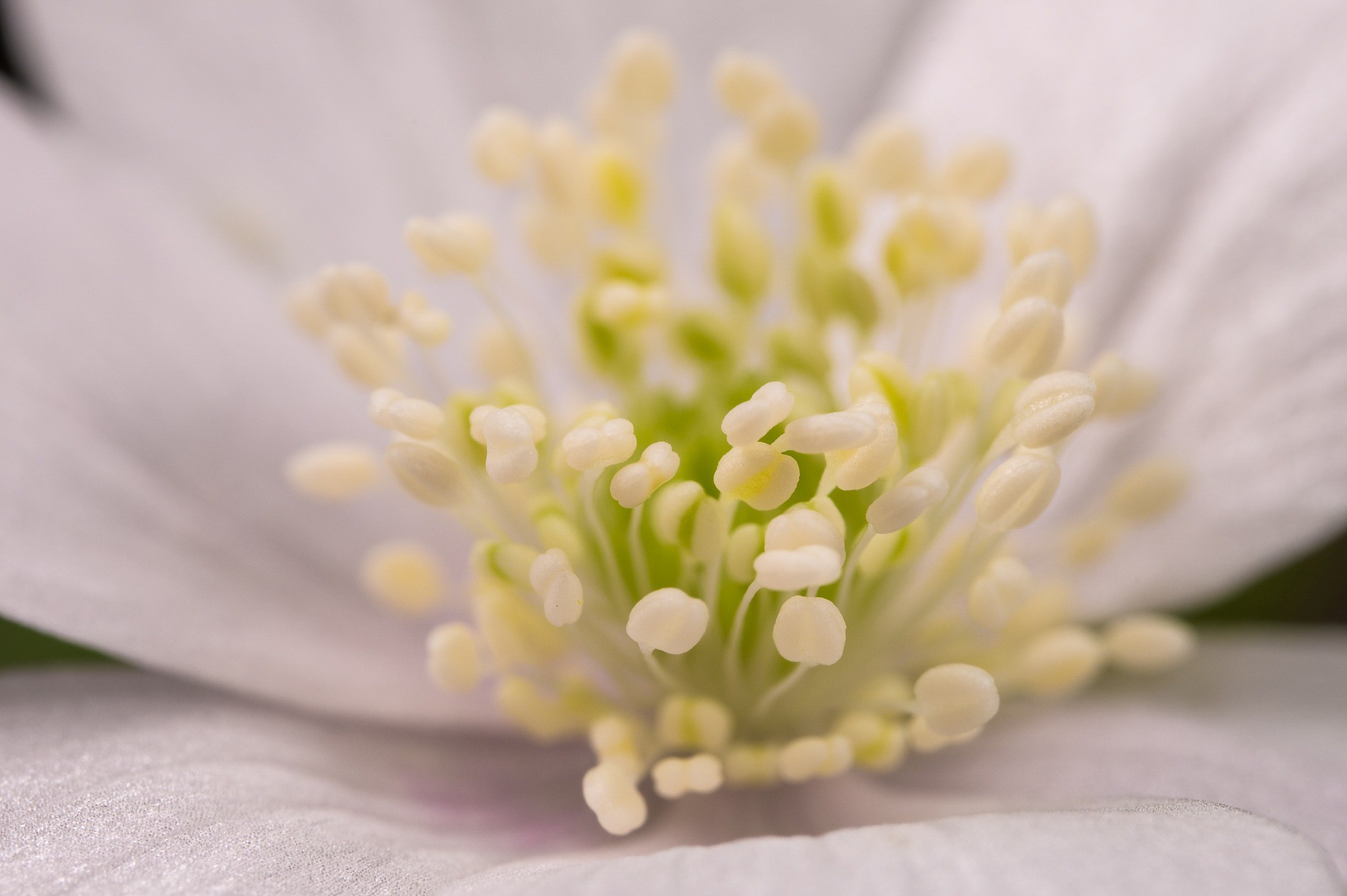 Obiektyw Venus Optics Laowa CA-Dreamer 100 mm f/2,8 Macro 2:1 do Canon RF - Zdjęcie 10