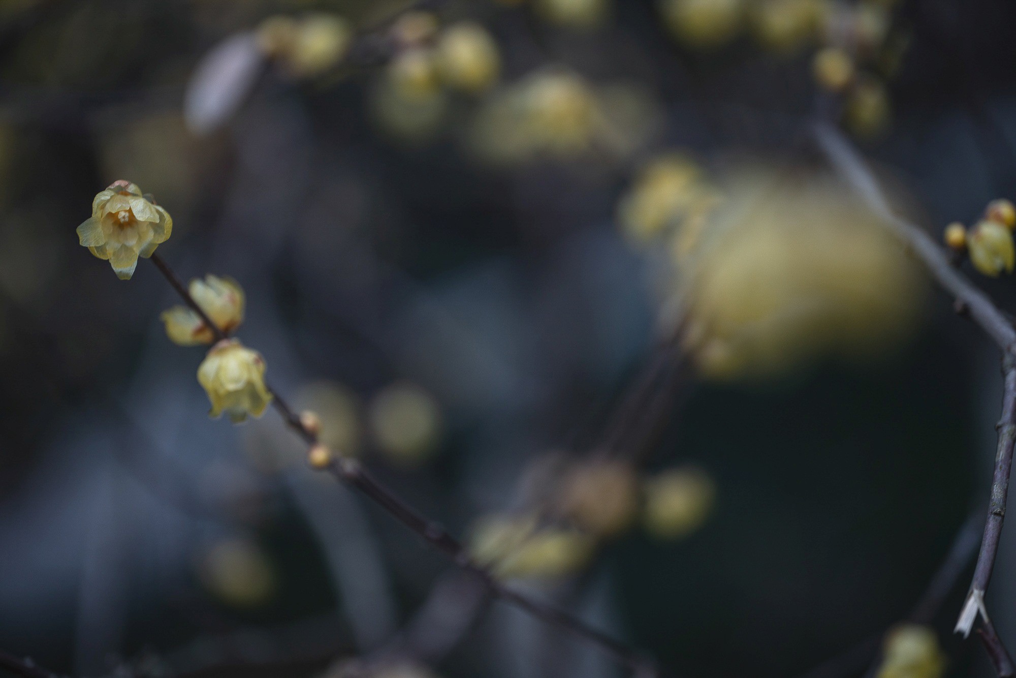 Obiektyw Venus Optics Laowa CA-Dreamer 100 mm f/2,8 Macro 2:1 do Canon RF - Zdjęcie 11