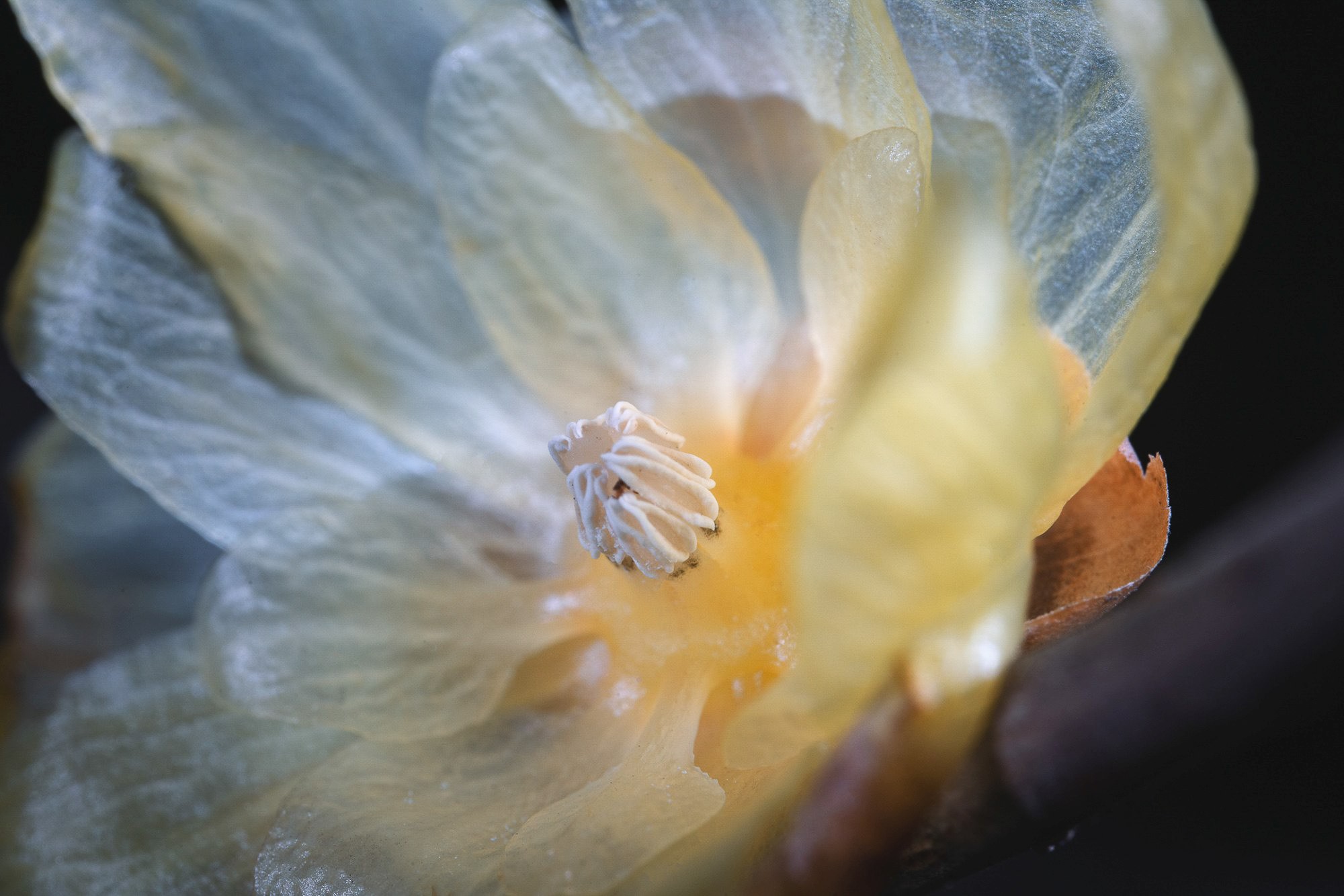 Obiektyw Venus Optics Laowa CA-Dreamer 100 mm f/2,8 Macro 2:1 do Canon RF - Zdjęcie 12