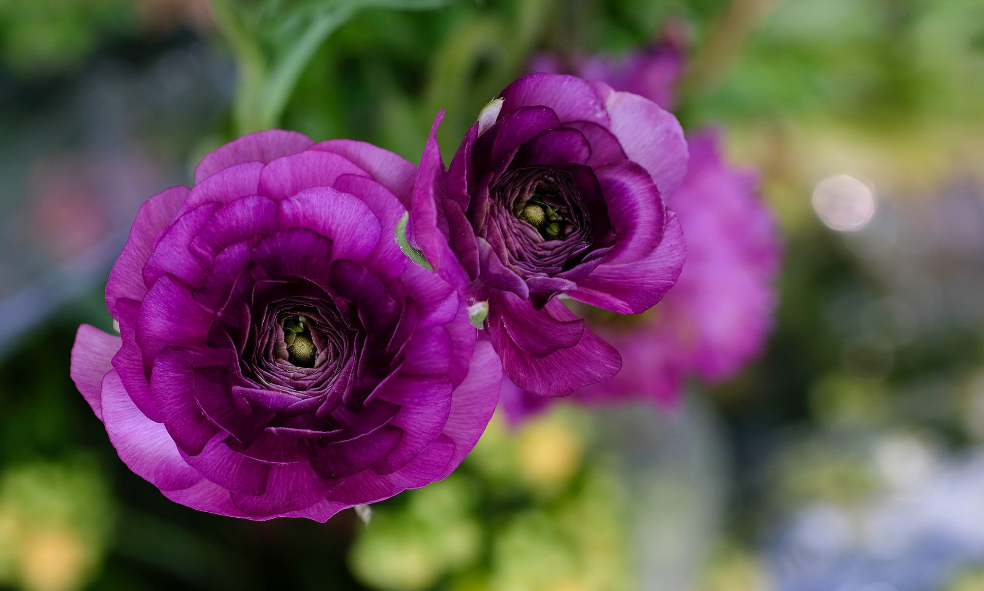 Obiektyw Venus Optics Laowa CA-Dreamer 100 mm f/2,8 Macro 2:1 do Canon RF - Zdjęcie 13