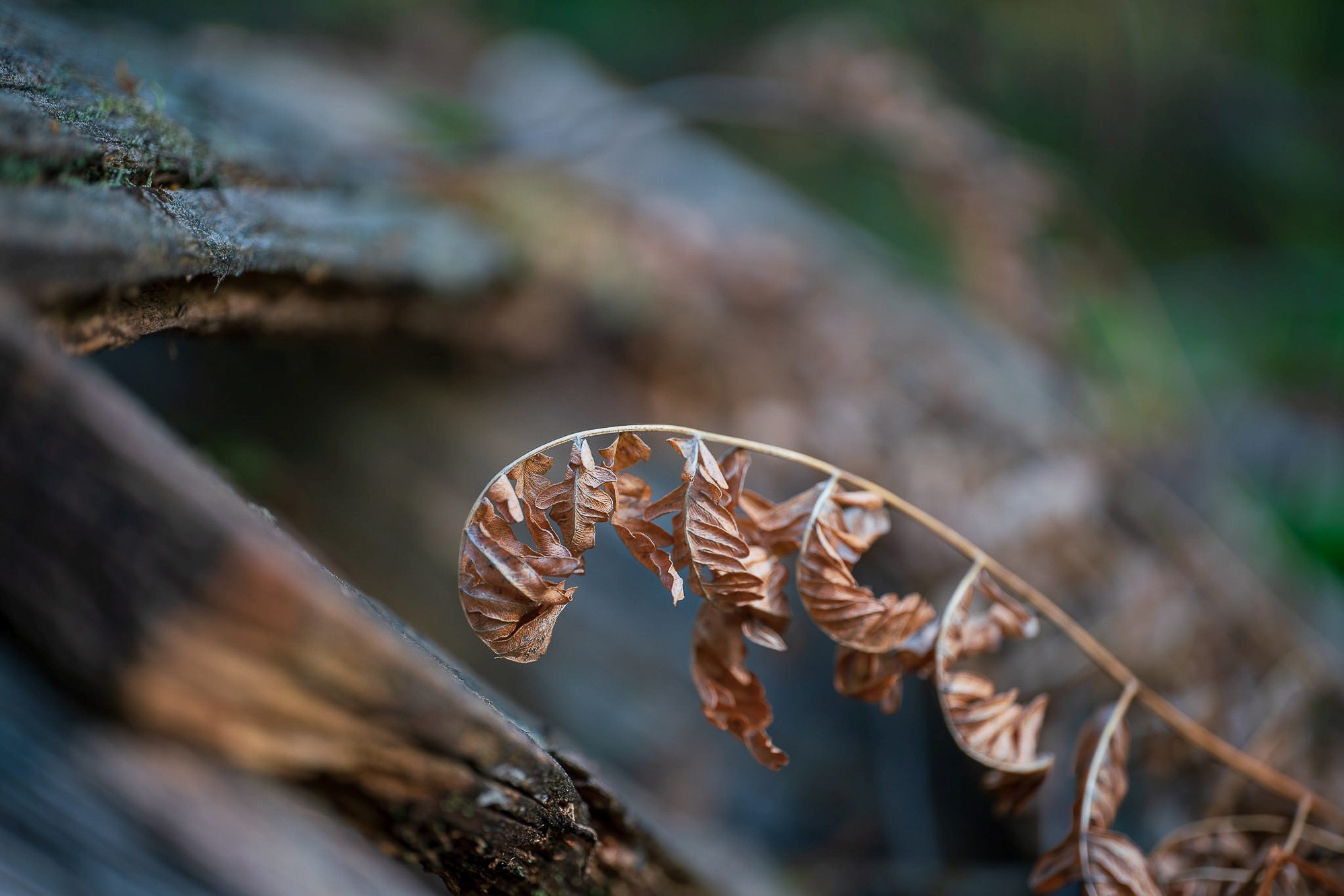 Obiektyw Venus Optics Laowa CA-Dreamer 100 mm f/2,8 Macro 2:1 do Canon RF - Zdjęcie 14
