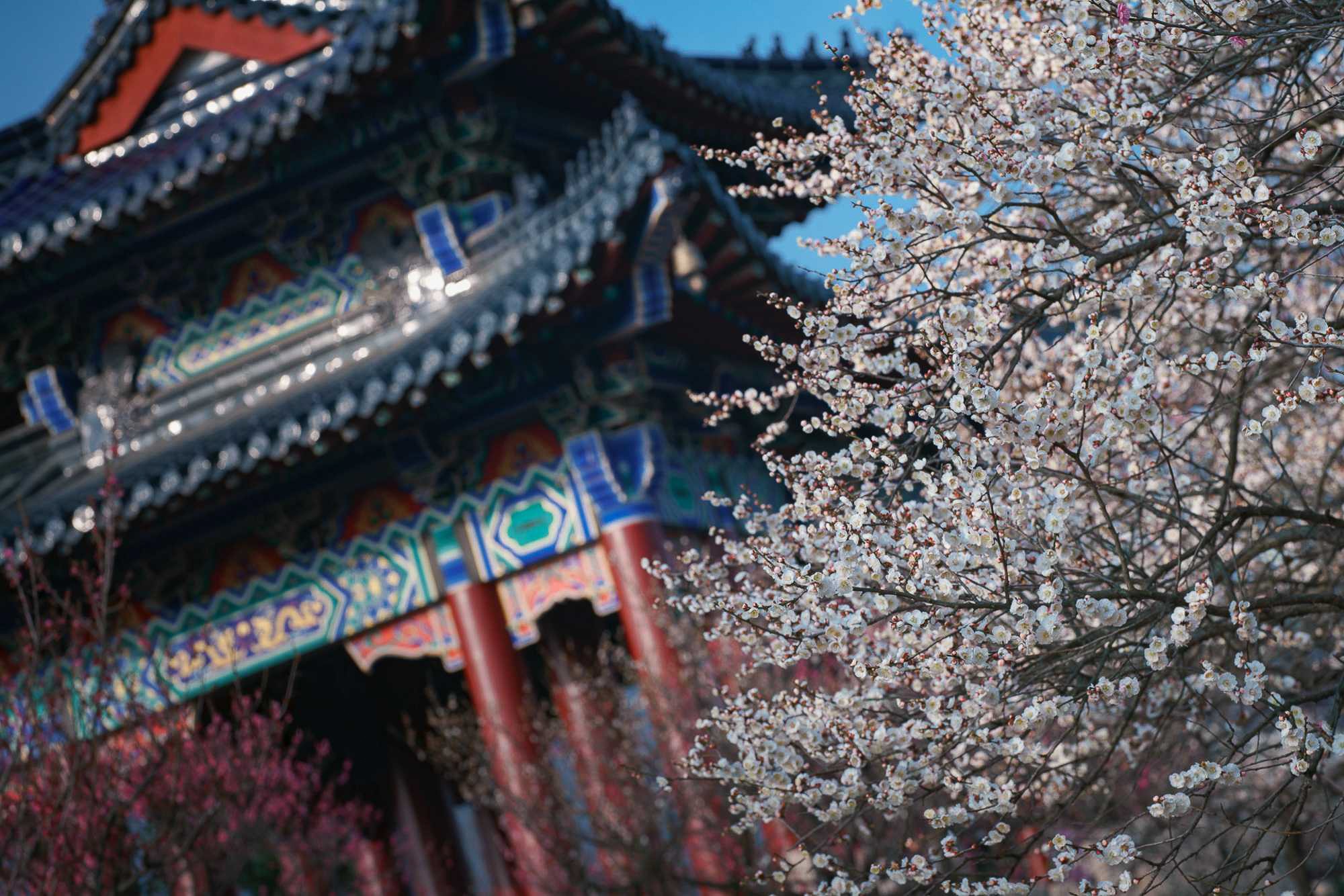 Obiektyw Venus Optics Laowa CA-Dreamer 100 mm f/2,8 Macro 2:1 do Canon RF - Zdjęcie 34