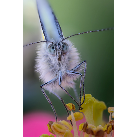 Obiektyw Venus Optics Laowa CA-Dreamer 100 mm f/2,8 Macro 2:1 do Nikon Z - Zdjęcie 3