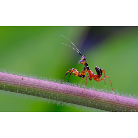 Obiektyw Venus Optics Laowa CA-Dreamer 100 mm f/2,8 Macro 2:1 do Nikon Z - Zdjęcie 5