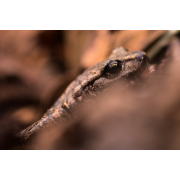 Obiektyw Venus Optics Laowa CA-Dreamer 100 mm f/2,8 Macro 2:1 do Nikon Z - Zdjęcie 8