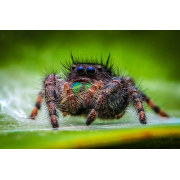 Obiektyw Venus Optics Laowa 60 mm f/2,8 Macro 2:1 do Canon EF - Zdjęcie 3