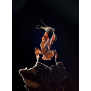 Obiektyw Venus Optics Laowa 60 mm f/2,8 Macro 2:1 do Canon EF - Zdjęcie 6